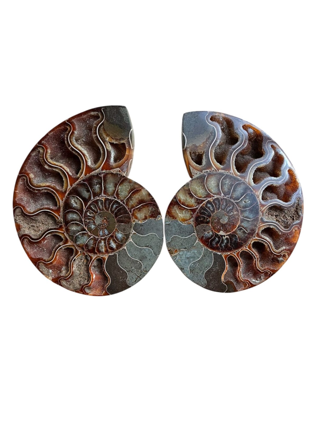 Paire d’Ammonites – N°13 – 130 x 155 mm
