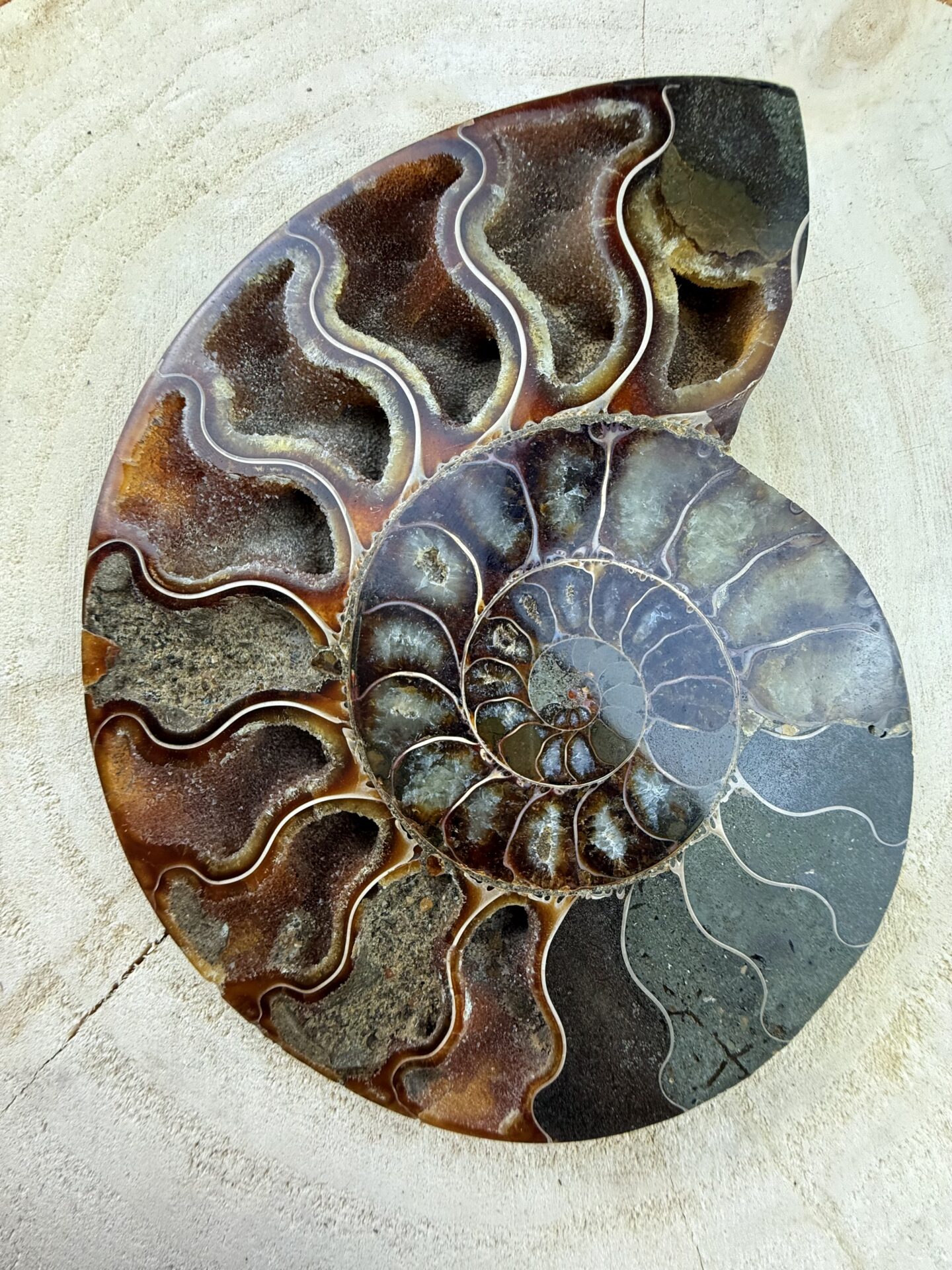 Paire d’Ammonites – N°13 – 130 x 155 mm – Image 2