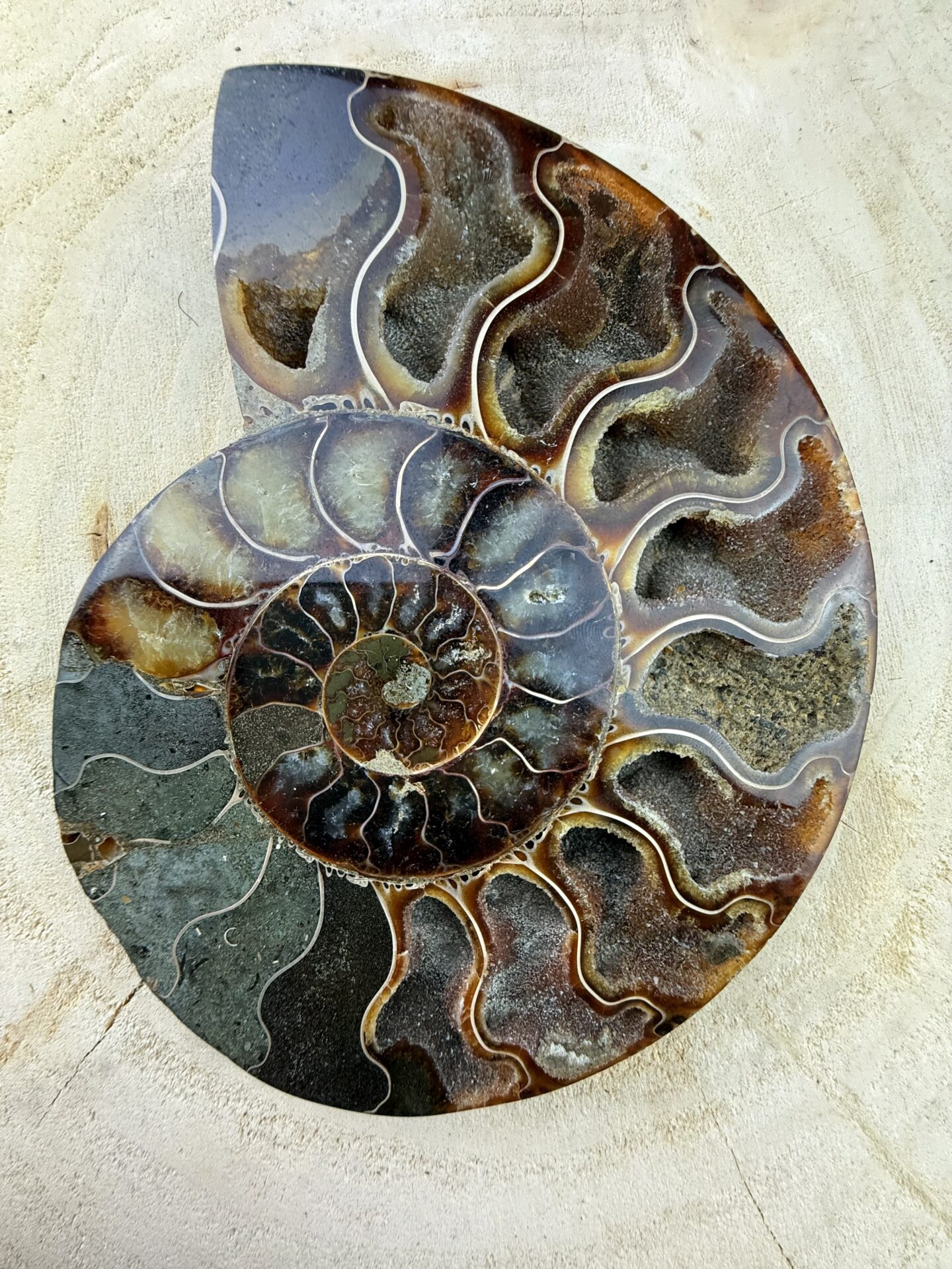 Paire d’Ammonites – N°13 – 130 x 155 mm – Image 3
