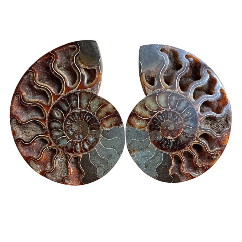 Paire d’Ammonites – N°13 – 130 x 155 mm