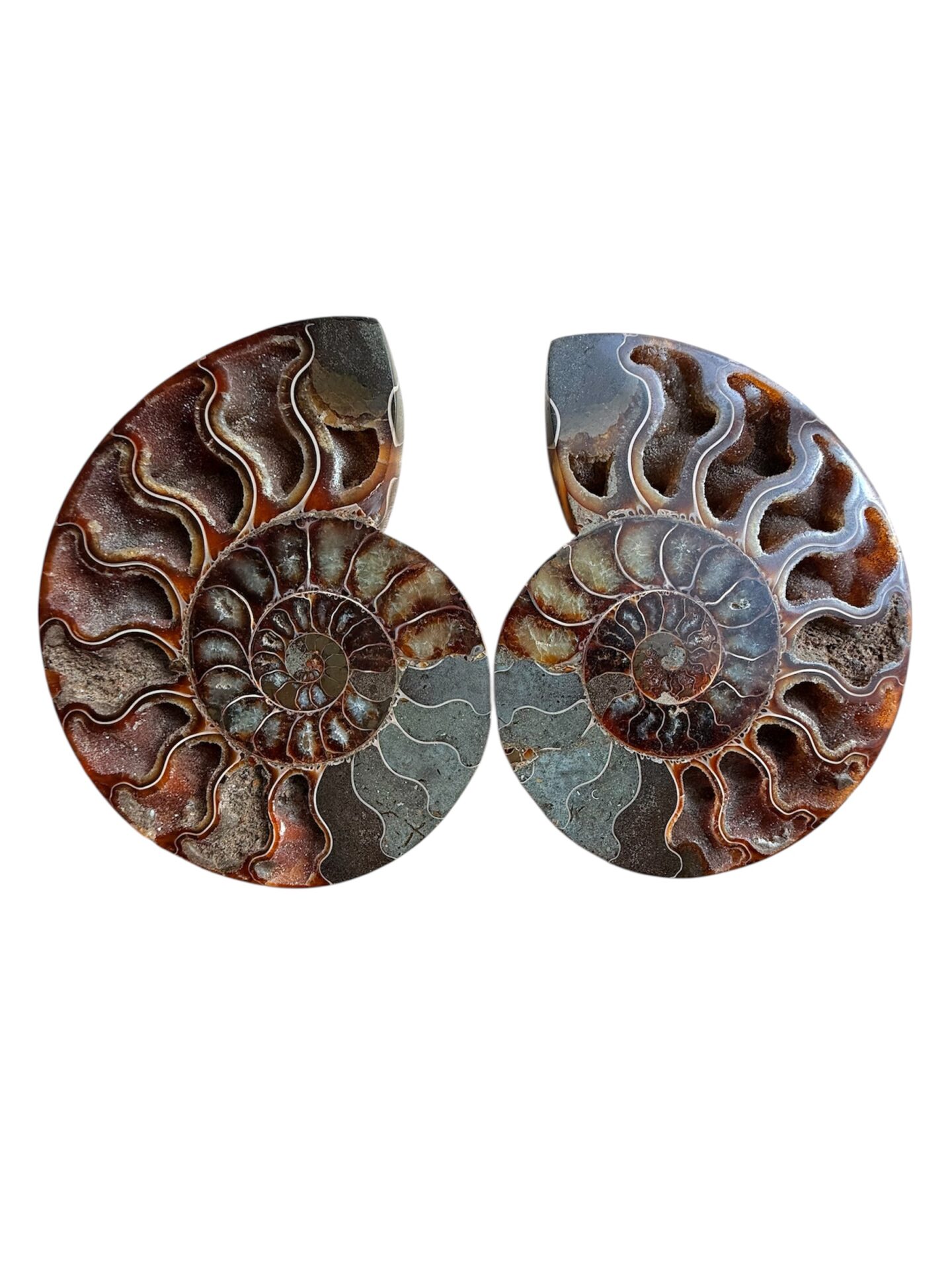 Paire d’Ammonites – N°13 – 130 x 155 mm